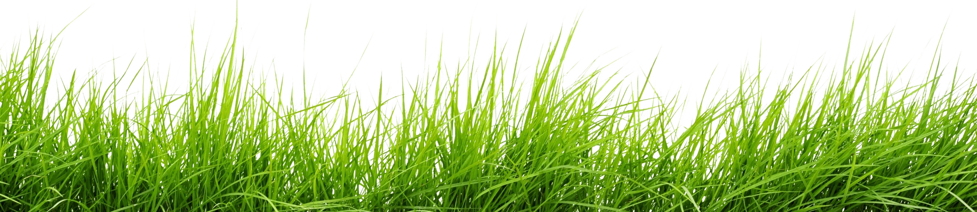 Grass