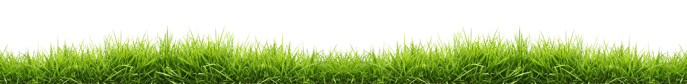 Grass